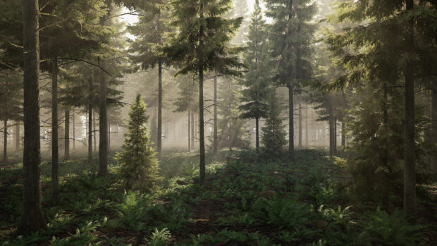 A dense spruce forest with sunlight filtering through mist and green ferns on the forest floor