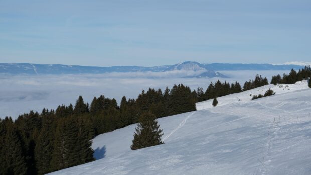 A peaceful snowy landscape with spruce trees covering the hillside under a clear blue sky