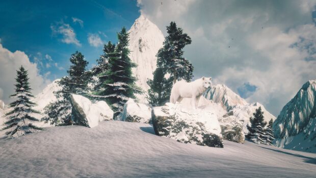 A white wolf standing on snow covered rocks near spruce trees in a snowy mountain landscape