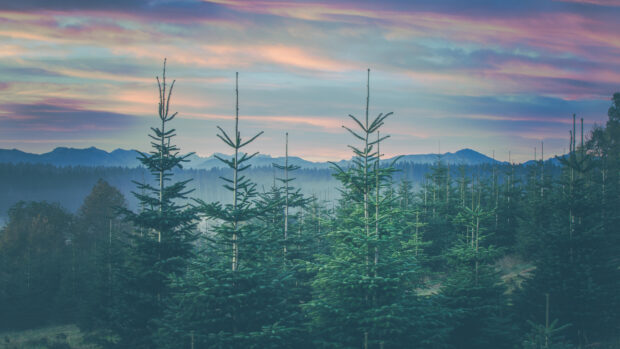 A serene view of spruce trees with mountain silhouettes and colorful sky at dawn