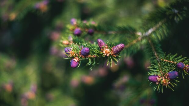 Close up of spruce cones on green spruce branches in the forest environment