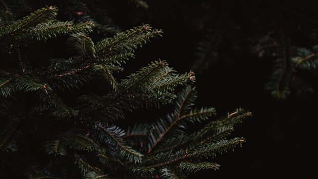 Close up of spruce needles on dark background showcasing spruce detail and texture