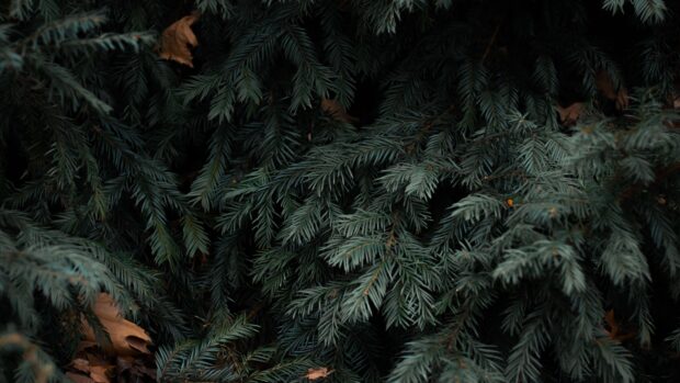 Close up of spruce branch with dry leaves in natural setting