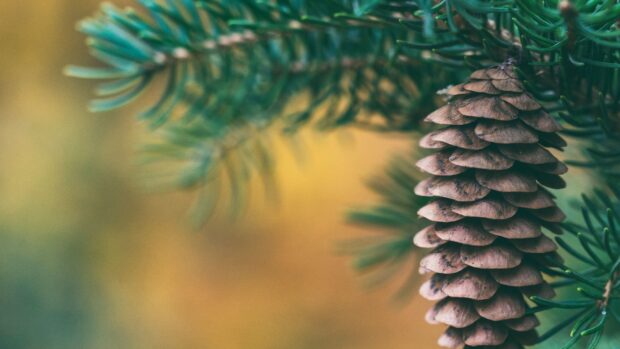 Close up of spruce cone hanging on a branch in natural forest setting