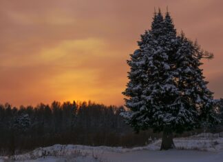 Snow covered spruce tree stands tall during a winter sunset in a peaceful forest