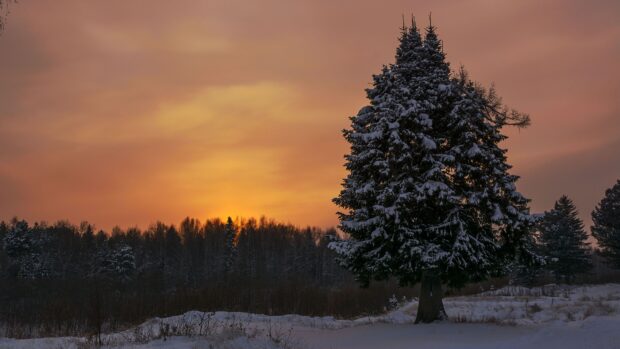 Snow covered spruce tree stands tall during a winter sunset in a peaceful forest