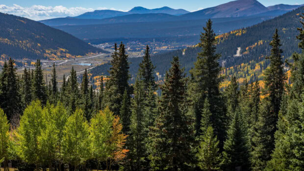 A dense spruce forest with mountains in the background under a clear blue sky