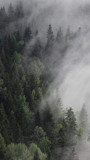 Mist surrounds the spruce trees in a dense forest creating a peaceful natural scene