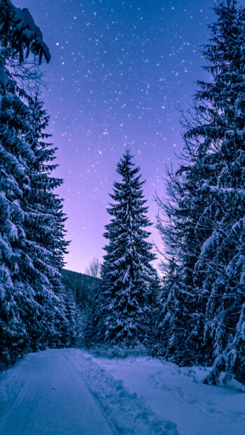 Snow covered spruce trees line a winter path under a starry night sky