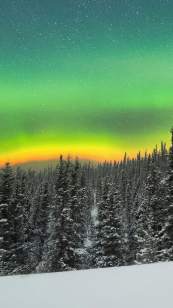 Snow covered spruce trees under colorful northern lights in the night sky