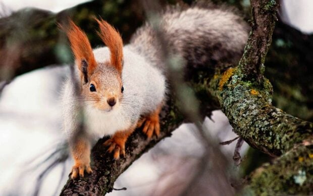 A close up of a squirrel with reddish ears climbing on a mossy tree branch
