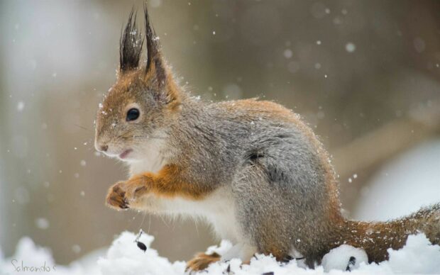 A squirrel in snow with bushy tail and pointed ears holding a small pine nut