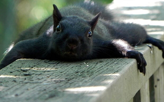 Black squirrel resting on the wooden railing with an alert expression