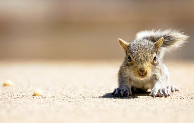 A curious squirrel crawling on the ground with focused eyes and textured fur