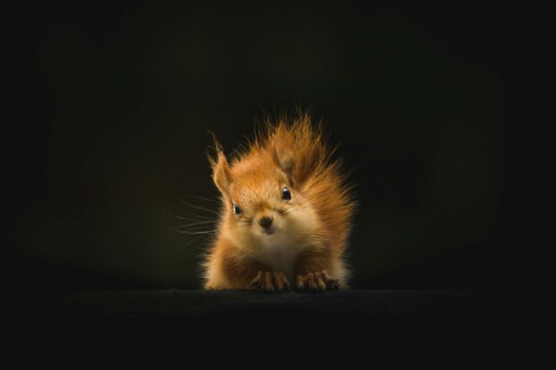 A curious squirrel with fluffy fur looking directly at the camera on a dark background