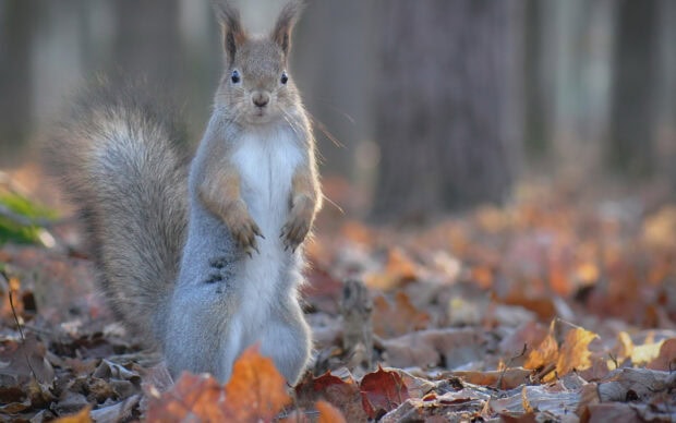 A gray squirrel standing upright on autumn leaves in a forest setting