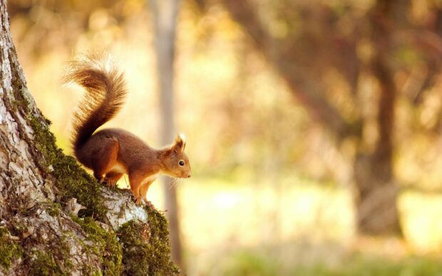 A red squirrel perched on a mossy tree trunk in a sunlit forest environment