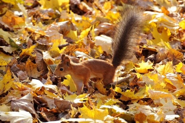 A red squirrel walking on the ground covered with yellow autumn leaves