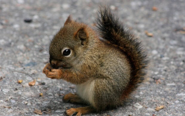 A close up of a squirrel holding food while sitting on the ground