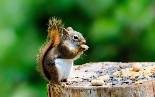 A small squirrel eating nuts on a tree stump in a natural setting