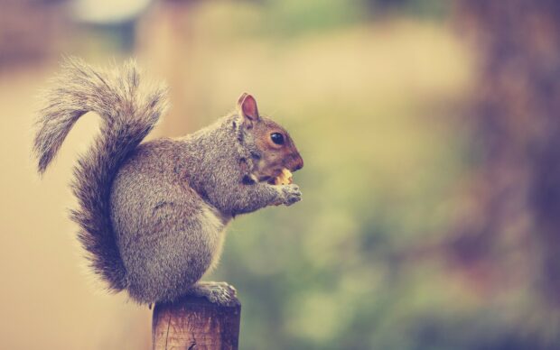A squirrel eating a nut while sitting on a wooden post in nature