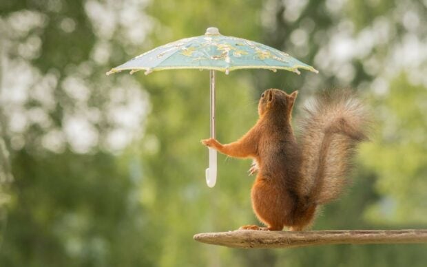 A squirrel holding a decorative umbrella while standing on a branch with a blurred green background