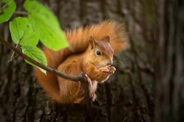A red squirrel eating a nut while sitting on a tree branch surrounded by green leaves