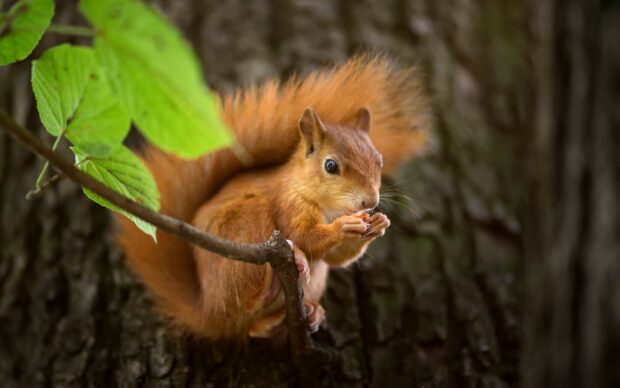 A red squirrel holding a nut while sitting on a tree branch surrounded by green leaves