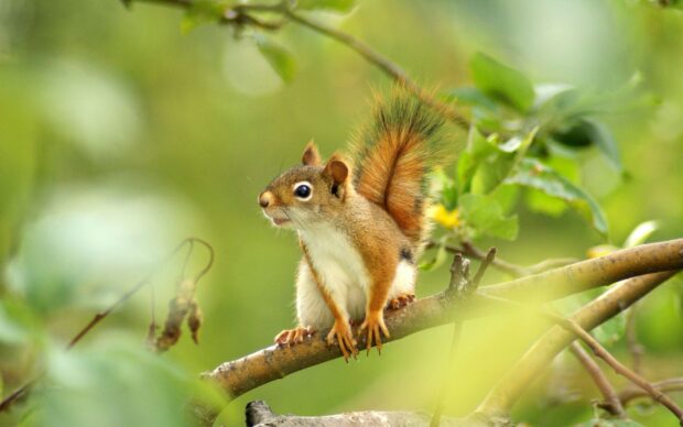 A curious squirrel on a branch in the forest surrounded by green leaves
