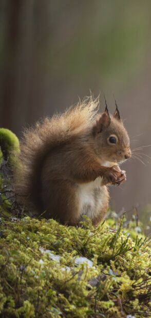 A red squirrel holding a nut while sitting on green moss in nature