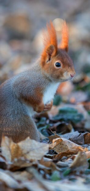 A red squirrel with fluffy ears sitting among dry leaves in a natural setting