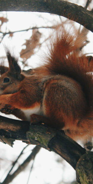 A close up of a squirrel sitting on a tree branch holding food in its paws