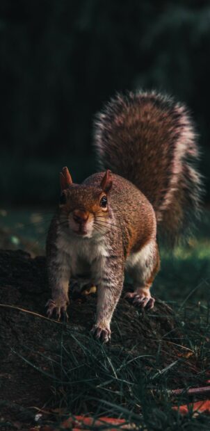 A brown squirrel standing on the ground with a bushy tail in a natural environment