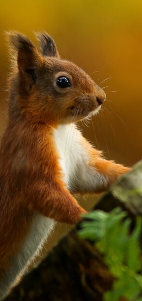 A close up of a red squirrel standing on a tree branch with a blurred background
