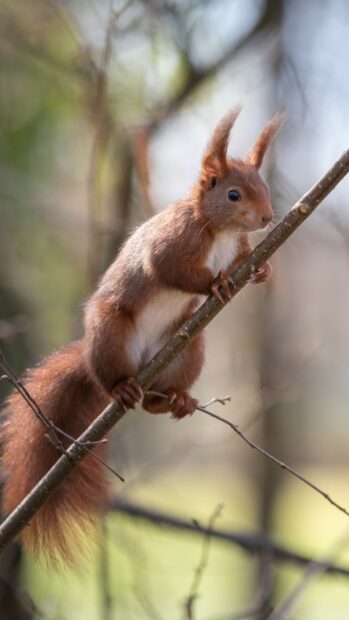 A red squirrel climbing a tree branch in a natural forest environment