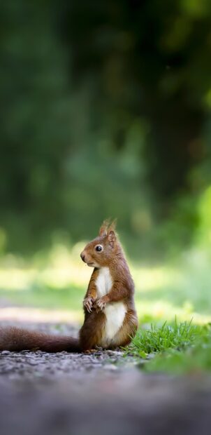 A brown squirrel standing on the ground near green grass in a natural setting