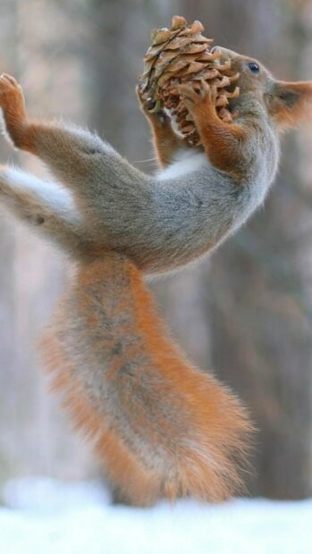 A squirrel holding a large pine cone in its paws while standing on snow in a forest