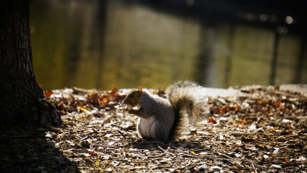 A gray squirrel eating on the ground near a tree trunk in natural surroundings
