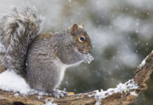 Grey squirrel eating on snowy branch during snowfall in winter forest