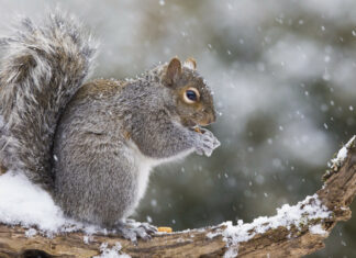 Grey squirrel eating on snowy branch during snowfall in winter forest