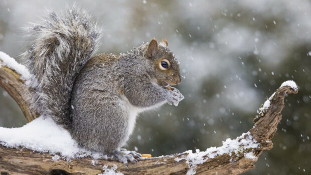 Grey squirrel eating on snowy branch during snowfall in winter forest