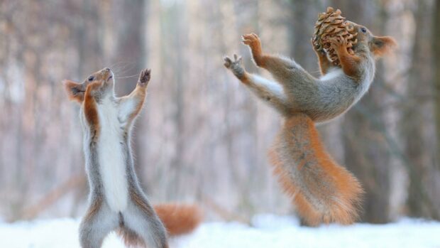 Two squirrels playing in the snow with one holding a large pine cone
