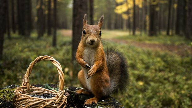 A curious squirrel holding a nut near a basket in a forest clearing