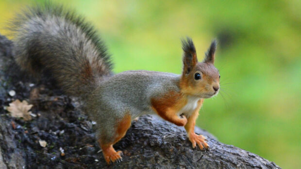 A small squirrel with grey and orange fur standing on a tree trunk in a natural environment