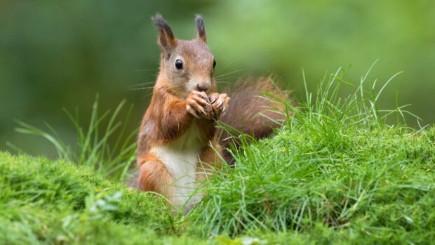 A squirrel holding a nut while sitting on green grass in a natural setting