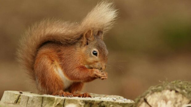 A red squirrel holding food with its paws on a tree stump in nature environment