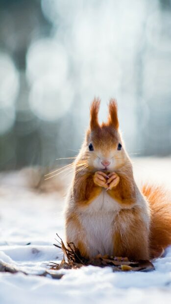 Cute squirrel holding a nut sitting on snow in a winter forest