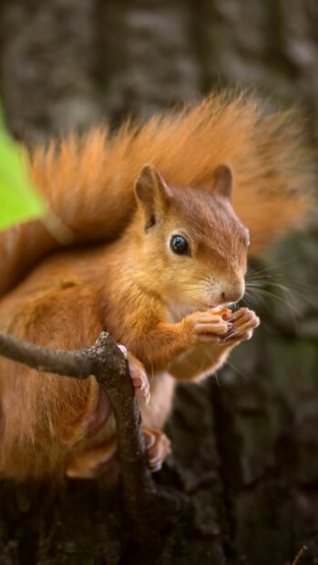 A close up of a red squirrel eating food while perched on a tree branch