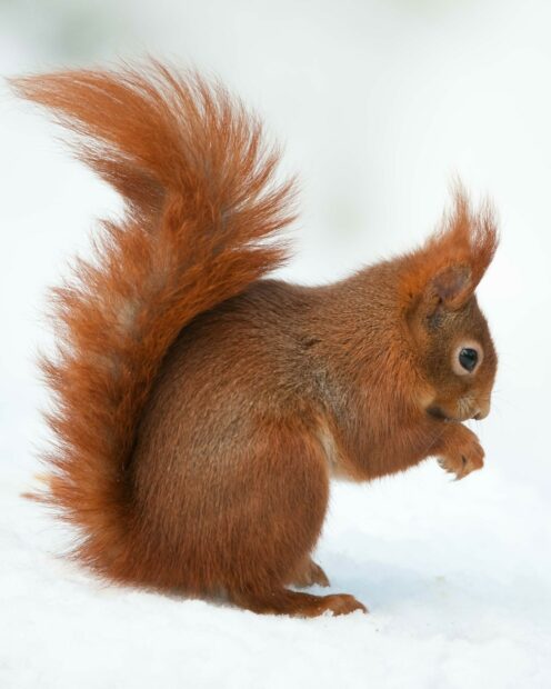 A red squirrel sitting on snow with its bushy tail raised showing detailed fur texture