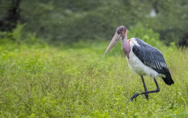 A marabou stork walking through green grass in the rain with a blurred forest background